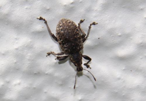 Liophloeus tessulatus